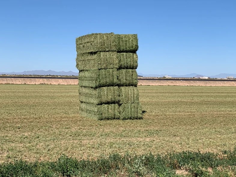 A stack of square alfalfa bales in the field